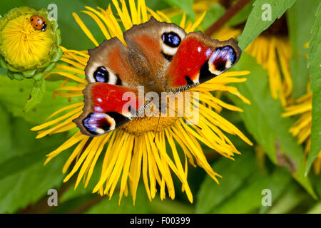 Pfau, Europäische Pfau (Inachis Io, Nymphalis Io), sitzt auf einem gelben Oxeye, Deutschland, Mecklenburg-Vorpommern Stockfoto