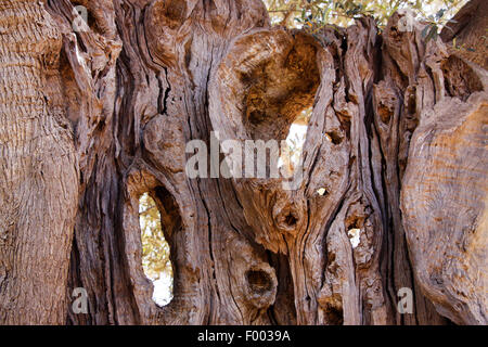 Olivenbaum (Olea Europaea SSP. Sativa), alte löchrige Stamm eines Olivenbaums, Italien, Sizilien Stockfoto