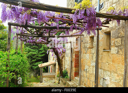 Chinesischer Blauregen (Wisteria Sinensis), altes Haus mit Glyzinien, Italien, Sizilien Stockfoto