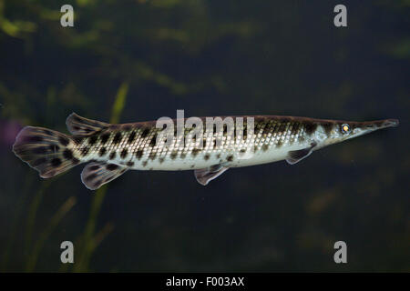 Gefleckte Kaimanfisch (Lepisosteus Oculatus), Schwimmen Stockfoto