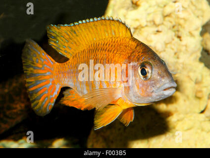 Malawi Buntbarsche (Mbunas Baenschi), Schwimmen Stockfoto