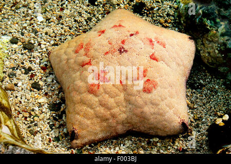 Kissen Stern (Culcita Novaeguineae), auf der Unterseite, Papua-Neu-Guinea Stockfoto