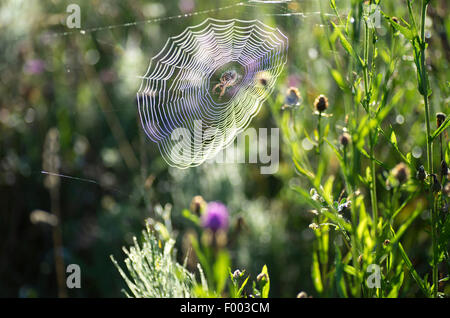 Spinnen (Araneae), Spinne in einem Web, Oberbayern, Oberbayern, Bayern, Deutschland Stockfoto