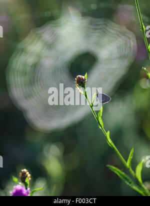 Flockenblume (Centaurea Pullata), Flockenblume mit hauchdünn-winged Schmetterlinge, Oberbayern, Oberbayern, Bayern, Deutschland Stockfoto