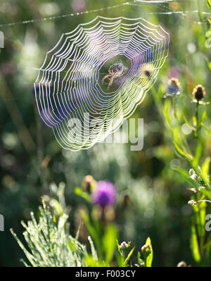 Spinnen (Araneae), Spinne in einem Web, Oberbayern, Oberbayern, Bayern, Deutschland Stockfoto