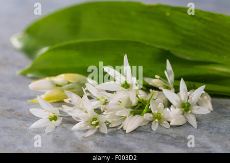 Bärlauch, Stoffen, Bärlauch, breitblättrigen Knoblauch, Holz Knoblauch, Bär-Lauch, Bärlauch (Allium Ursinum), gesammelten Blätter und Blüten, Deutschland Stockfoto