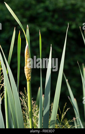 gemeinsamen Rohrkolben, breitblättrigen Rohrkolben, breitblättrigen Katze-Tail, große Reedmace, Rohrkolben (Typha Latifolia), Blütenstand, Deutschland Stockfoto