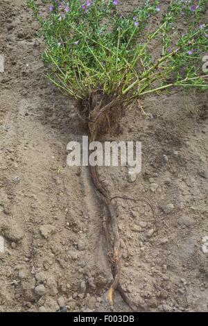 stachelige Restharrow (Ononis Spinosa), Wurzel, Deutschland Stockfoto