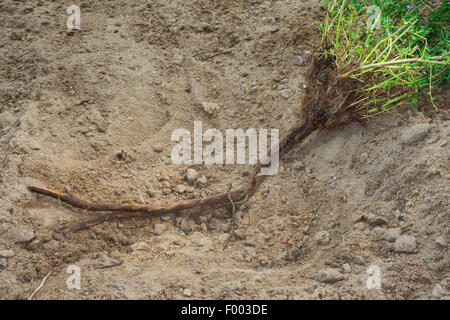 stachelige Restharrow (Ononis Spinosa), Wurzel, Deutschland Stockfoto