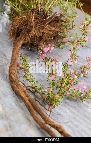 stacheligen Restharrow (Ononis Spinosa), Wurzel und blühender Zweig, Deutschland Stockfoto