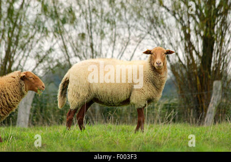 Coburger Fuchs Schafe (Ovis Ammon F. Aries), Schafe auf einer Weide, Deutschland, Niedersachsen Stockfoto