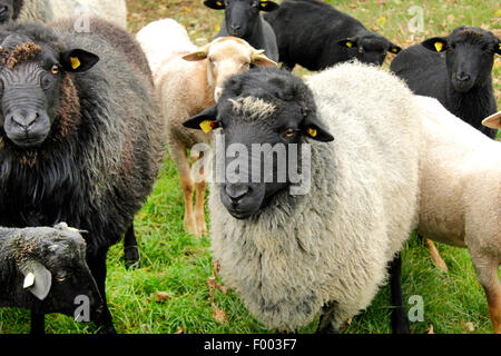 Pommersche Coarsewool (Ovis Ammon F. Aries), Ram auf einer Weide, Deutschland, Niedersachsen Stockfoto