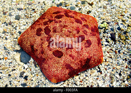 Kissen Stern (Culcita Novaeguineae), auf der Unterseite, Papua-Neu-Guinea Stockfoto