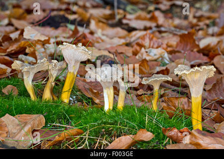 Gelbfußwallaby Pfifferling, Trichter Pfifferling, Winter Chanterelle (Craterellus Tubaeformis), Fruchtkörper auf Waldboden, Deutschland, Mecklenburg-Vorpommern Stockfoto