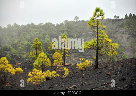 Kanarische Kiefer (Pinus Canariensis), auf Lavaasche im Nebel, Kanarische Inseln, La Palma, Llanos de Jable Stockfoto