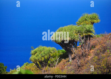 Reißen Sie, Drachenblut, Draegon Baum, Kanarischen Drachenbaum, Drago (Dracaena Draco), Draegon Bäume vor Küste, Kanarische Inseln, La Palma Stockfoto