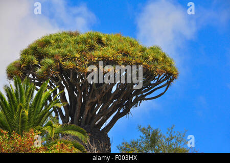 Reißen Sie, Drachenblut, Draegon Baum, Kanarischen Drachenbaum, Drago (Dracaena Draco), Baumkrone, Kanarische Inseln, La Palma Stockfoto