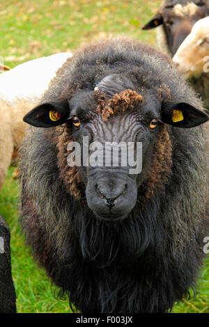 Pommersche Coarsewool (Ovis Ammon F. Aries), Ram auf einer Weide, Deutschland, Niedersachsen Stockfoto