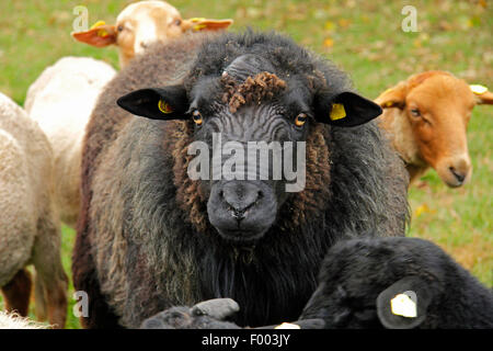 Pommersche Coarsewool (Ovis Ammon F. Aries), Ram auf einer Weide, Deutschland, Niedersachsen Stockfoto