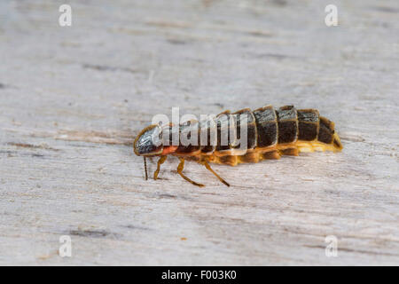 Glühwürmchen, Glühwürmchen, großen europäischen Glühwürmchen Käfer (Lampyris Noctiluca), Weiblich, Deutschland Stockfoto