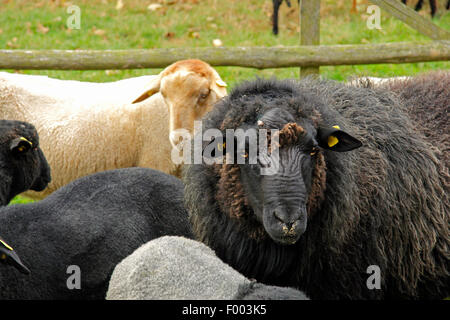 Pommersche Coarsewool (Ovis Ammon F. Aries), Ram auf einer Weide, Deutschland, Niedersachsen Stockfoto