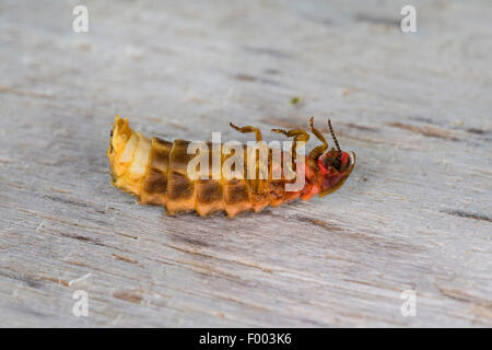 Glühwürmchen, Glühwürmchen, großen europäischen Glühwürmchen Käfer (Lampyris Noctiluca), Weiblich, Deutschland Stockfoto