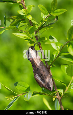 Liguster Hawkmoth (Sphinx Ligustri), auf einem Liguster-Zweig, Deutschland Stockfoto