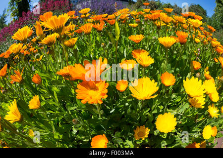 Garten-Ringelblume (Calendula Officinalis), blühen, Deutschland Stockfoto