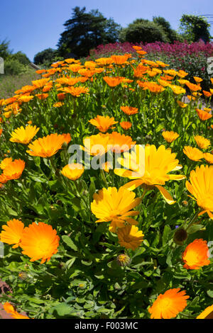 Garten-Ringelblume (Calendula Officinalis), blühen, Deutschland Stockfoto