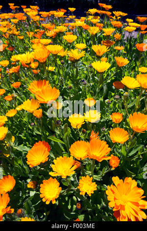 Garten-Ringelblume (Calendula Officinalis), blühen, Deutschland Stockfoto