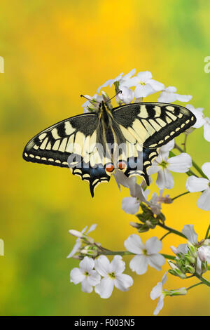 Schwalbenschwanz (Papilio Machaon), sitzt auf Kreuzblütlern, Deutschland Stockfoto