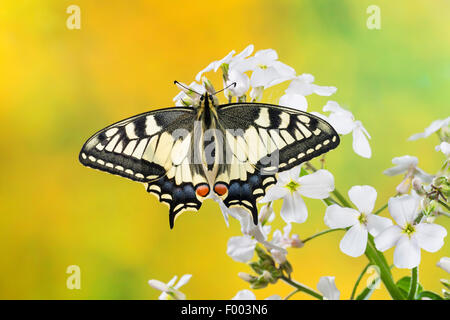 Schwalbenschwanz (Papilio Machaon), sitzt auf Kreuzblütler, Deutschland Stockfoto