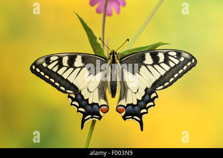 Schwalbenschwanz (Papilio Machaon), sitzt auf einem Stiel, Deutschland Stockfoto