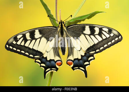 Schwalbenschwanz (Papilio Machaon), sitzt auf einem Stiel, Deutschland Stockfoto