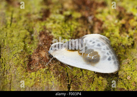 Chinesische Schriftzeichen (Cilix Glaucata, Cilix Angelina), auf Rinde, Deutschland Stockfoto