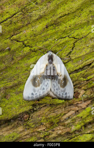 Chinesische Schriftzeichen (Cilix Glaucata, Cilix Angelina), auf Rinde, Deutschland Stockfoto