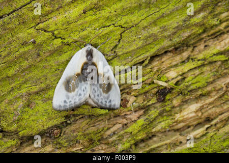 Chinesische Schriftzeichen (Cilix Glaucata, Cilix Angelina), auf Rinde, Deutschland Stockfoto