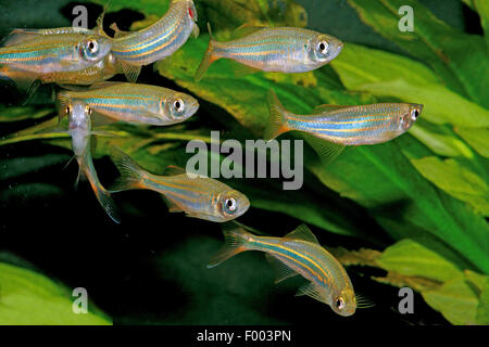 Riesiger Danio (Devario Aequipinnatus, Danio Aequipinnatus, Brachydanio Aequipinnatus), kleine Schule Stockfoto