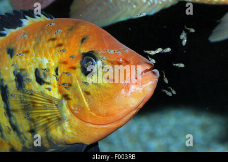 Buntbarsche (Haplochromis spec.), Buntbarsch mit Nachwuchs Stockfoto
