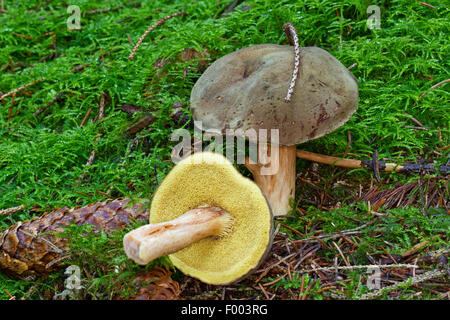 Gelb-geknackt Bolete, Wildleder Bolete, braun und gelb Bolete, Boring brown Bolete (Boletus Subtomentosus, Xerocomus Subtomentosus), zwei Fruchtkörper auf moosigen Boden, Deutschland, Mecklenburg-Vorpommern Stockfoto