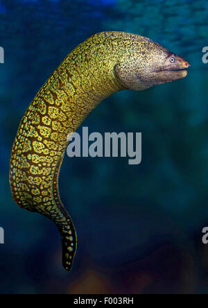 Mediterrane Moray, Europäische Muräne (Muraena Helena), Schwimmen Stockfoto