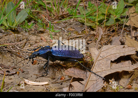 blauen Boden Käfer, dunkelblau Boden Käfer (Carabus vgl. Intricatus), Wandern, Türkei, Thrakien Stockfoto