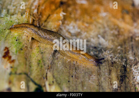 Altrosa Nacktschnecke, altrosa Arion (Arion Subfuscus) auf Totholz, Deutschland Stockfoto