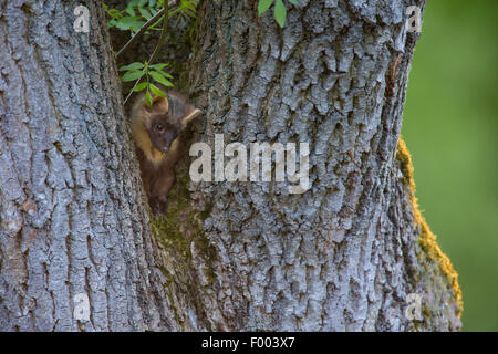 Europäischen Baummarder (Martes Martes), sitzt in einem Baum Gabel, Deutschland Stockfoto