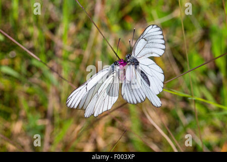 Schwarz-veined weiß (Aporia Crataegi), zwei schwarz geäderten Whitea auf einem Flowerbud, Deutschland Stockfoto