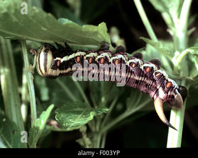 Convolvulus Hawkmoth, Prunkwinde Sphinx Motte (di Convolvuli, Sphinx Convolvuli, Agrius Convolvuli), Raupe, Deutschland Stockfoto