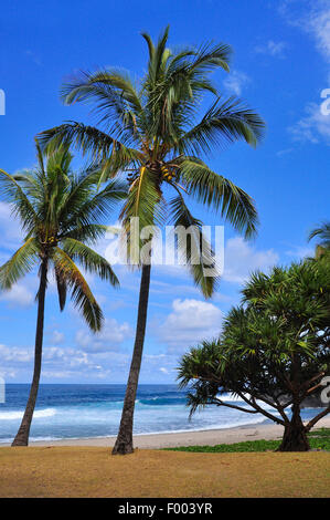 Palm Beach, Reunion Stockfoto