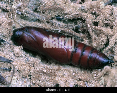 Totenkopf Hawkmoth (Acherontia Atropos), Puppe Stockfoto