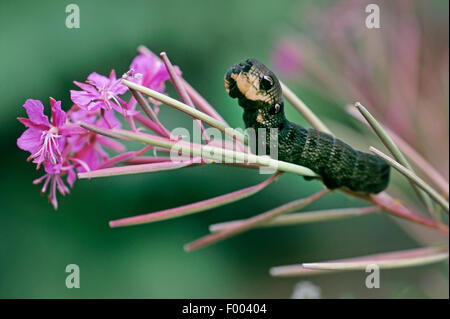 Elefant Hawkmoth (Deilephila Elpenor), Raupe auf Weidenröschen, Deutschland Stockfoto