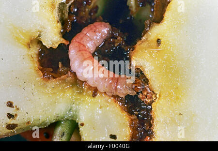 Apple Moth, Apfelwickler, Codlin Motte (Laspeyresia Pomonella, Cydia Pomonella, Carpocapsa Pomonella), Larve in einen Apfel, Deutschland Stockfoto